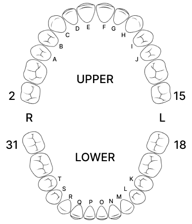 teeth diagram